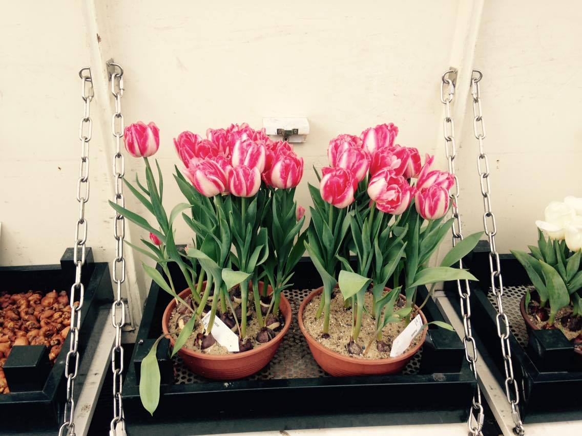 Facebook-20160328-084841