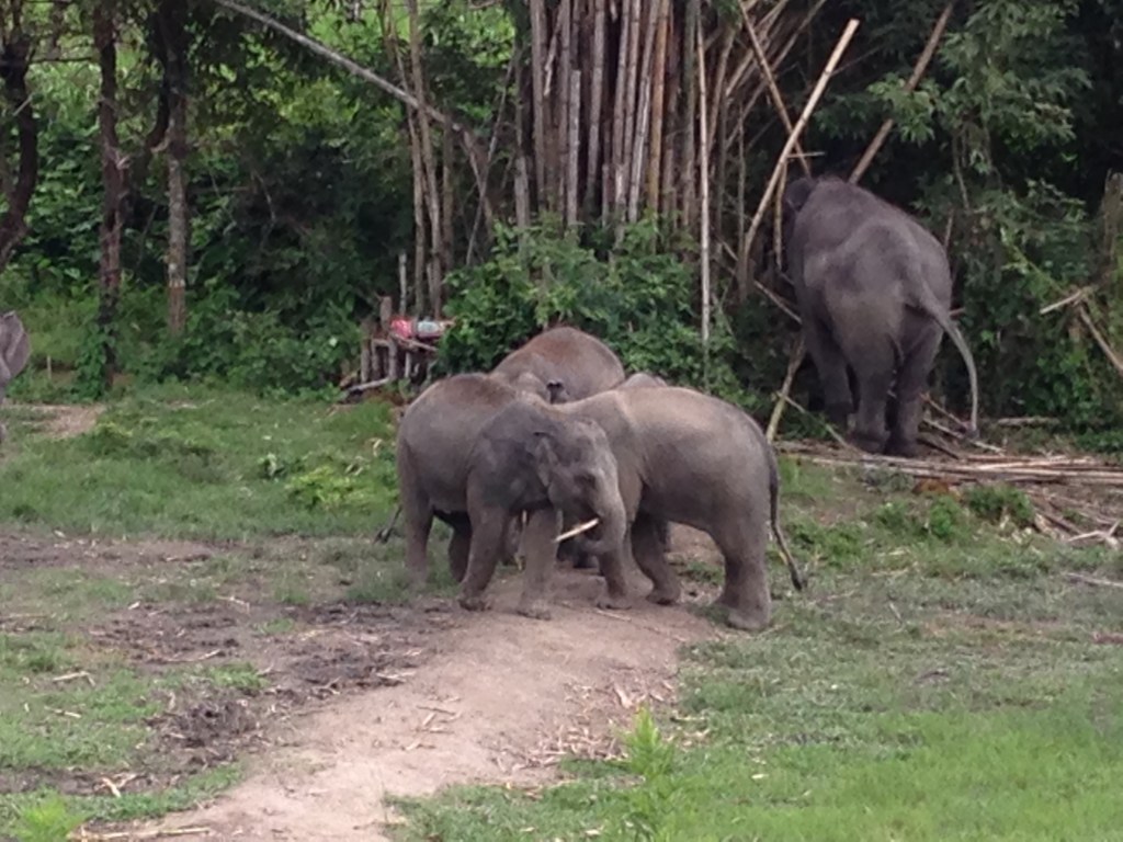 elephant-jungle-sanctuary
