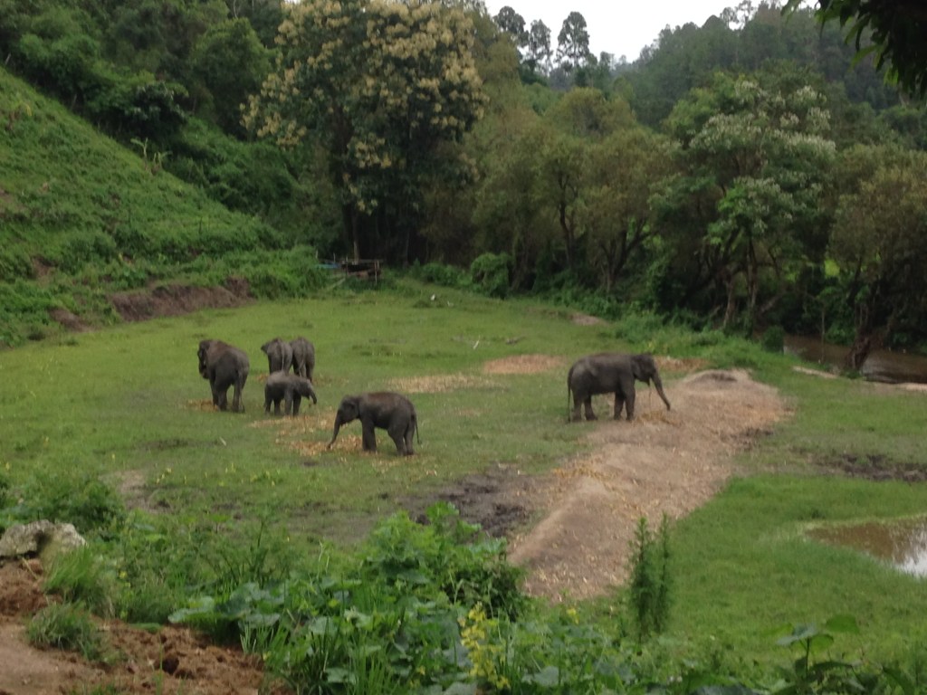 elephant-jungle-sanctuary